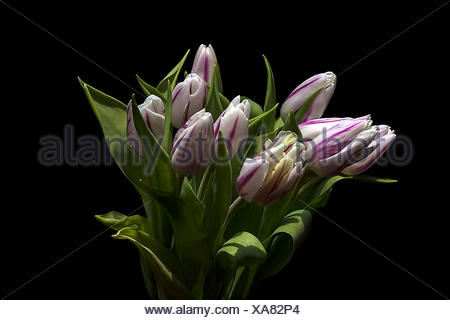 Jaguar Tulipes, studio shot