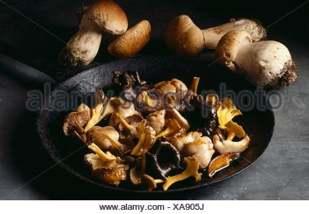 Fricasse de champignons