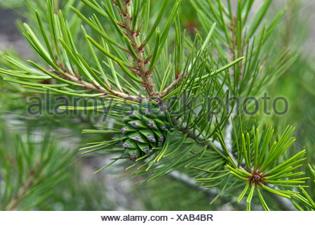 Pin (Pinus bungeana lacebark), avec la direction générale des jeunes