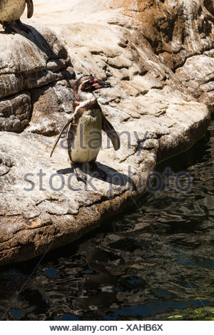 Portrait de manchots de Humboldt (Spheniscus Humboldt) dans un zoo, le Zoo de Barcelone, Barcelone, Catalogne, Espagne