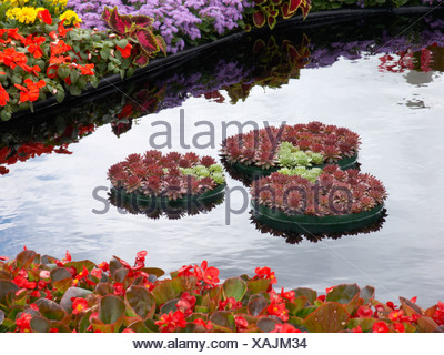 Tatton Flower Show avec houseleeks plantation Conseil dans des conteneurs flottants