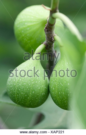 Cerneaux fruit vert de Ficus carica 'Excel' de plus en plus sur la branche d'un figuier.