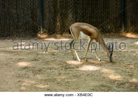 Gazelle dans un zoo, le Zoo de Barcelone, Barcelone, Catalogne, Espagne