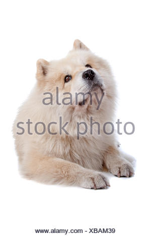 Chow Chow Mix Et Samoyede Photo Stock Alamy