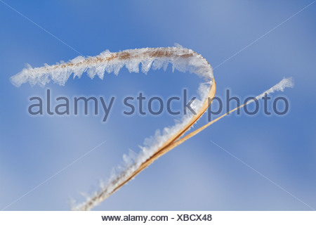 Givre sur brin d'herbe contre un ciel bleu