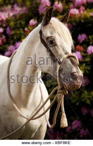 POA, poney des Amériques, cheval blanc portant un Bosal hackamore, un bitless bridle utilisé en équitation Western