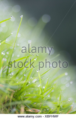 Pluie ou rosée sur les brins d'herbe