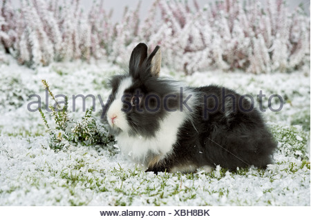 Jeune lapin nain à tête de lion snow