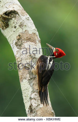 Crimson-crested Woodpecker (Campephilus) perché sur une branche dans le parc national de Manu, Pérou.