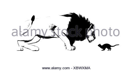 Miroir De Chat Et Lion Photo Stock Alamy