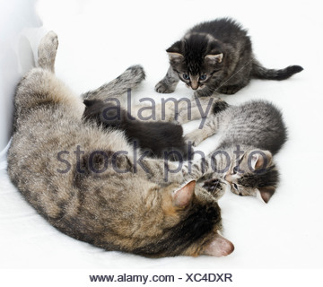 Les chats domestiques, famille de chat