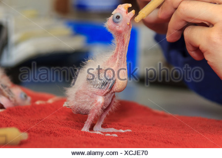 Bebe Calopsitte Photo Stock Alamy