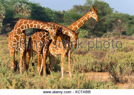Trois girafes réticulés ou Somali (Giraffa camelopardalis reticulata), Samburu National Reserve, Kenya