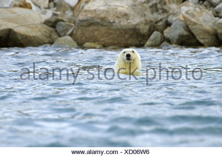 L'ours polaire (Ursus maritimus), nager dans la mer en face de la côte, la Norvège, Svalbard, Holmiabukta