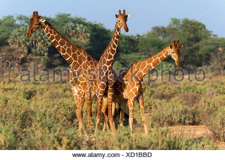 Trois girafes réticulés ou Somali (Giraffa camelopardalis reticulata), Samburu National Reserve, Kenya