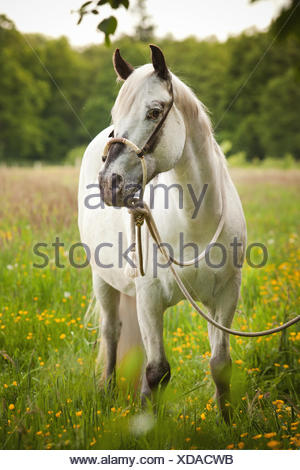 POA, poney des Amériques, mare in foal, cheval blanc portant un Bosal hackamore, un bitless bridle utilisé en équitation Western