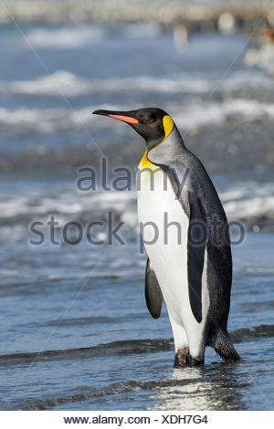 Manchot royal (Aptenodytes patagonicus) perché sur un éperon beach sur l'île de Géorgie du Sud.