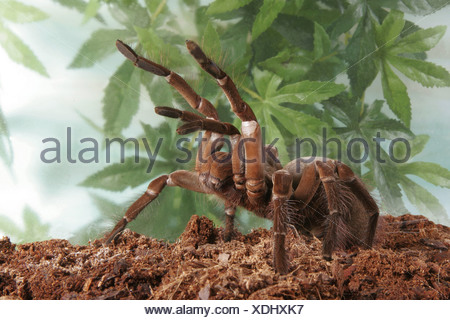 Ce Goliath birdeater, ou oiseau-eating spider, vit dans le bassin de l ...