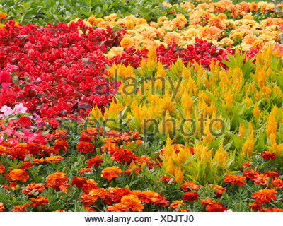 Flower Show Tatton conseil traditionnel la plantation des annuelles colorées y compris la Célosie occupé lizy et tagetes