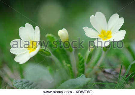 Primevère commune primevère (Primula Anglais ou vulgaris)