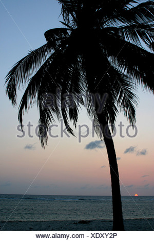 Cocotier (Cocos nucifera), silhouette devant le lever du soleil, du Kenya, de l'Océan Indien
