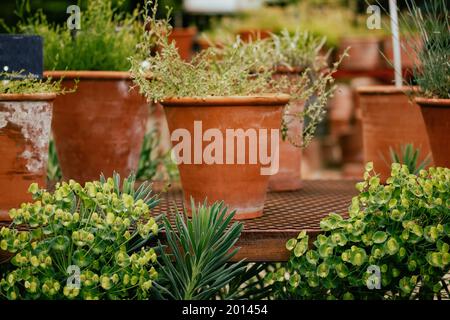 Molte piante in vaso. Nel giardino botanico ci sono molti vasi di fiori su una griglia metallica. Coltivare piante nella serra. Vasi di fiori di argilla rossa all'aperto. Foto Stock