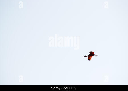 Bird in Lençóis Maranhenses Foto Stock