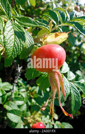 Mature o rosa canina rosa anca su un rosaio Foto Stock