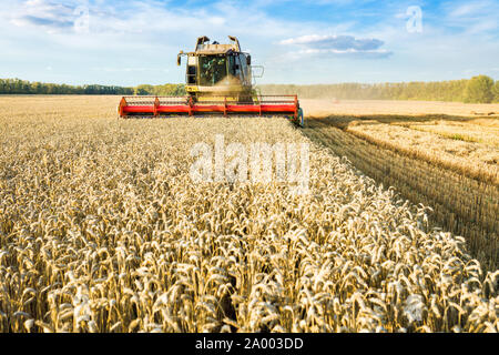 Contro lo sfondo di un giorno d'estate e di sole e cielo blu con nuvole. Mietitrebbia mature di raccolta di grano dorati sul campo. L'immagine del Foto Stock