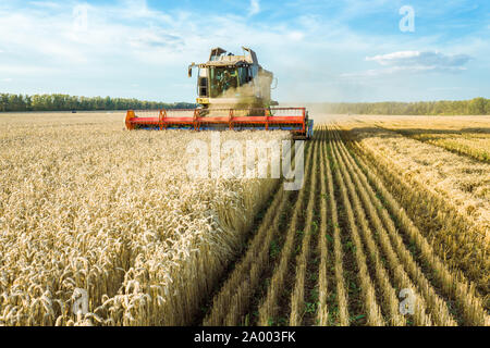 Contro lo sfondo di un giorno d'estate e di sole e cielo blu con nuvole. Mietitrebbia mature di raccolta di grano dorati sul campo. L'immagine del Foto Stock