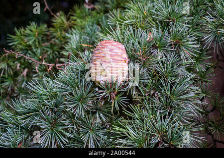 Pino cono circondato da rami verdi. Close-up shot Foto Stock