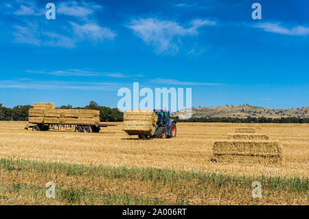 Agricoltura scena australiana. Il trattore di impilamento di balle di fieno su rimorchio. Haystacks giallo di paglia su un campo, agricoltura macchine in Australian Foto Stock