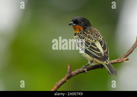 Rufous-throated Tanager (Tangara rufigula) - Ecuador Foto Stock