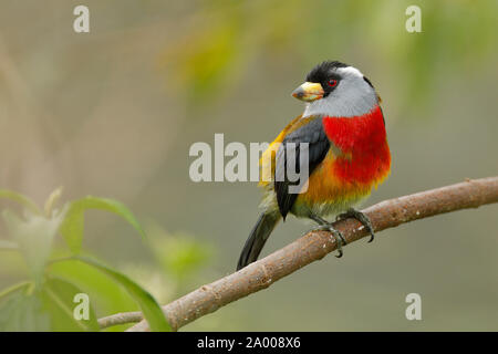 Toucan Barbet (Semnornis ramphastinus) appollaiato su un ramo - Ecuador Foto Stock