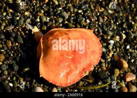 Il red rock crab ripiano presso la costa della British Columbia Foto Stock