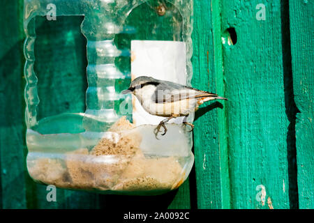 Il picchio muratore eurasiatica o legno, picchio muratore Sitta europaea in bird feeder. Lazovsky Riserva Naturale, Sichote-Alin' Mountain Range. Primorksy, kray, Russia Foto Stock