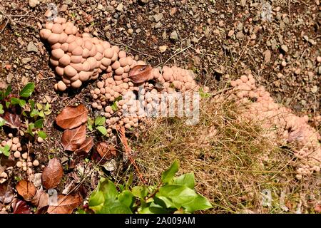 Ciuffo di zolfo - velenosi i funghi selvatici nella foresta pluviale della Columbia Britannica Foto Stock