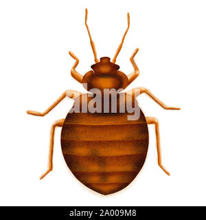 Bedbug comune Lepinotus reticulatus. Bed bug, Illustrazione disegnata, isolato su bianco Foto Stock