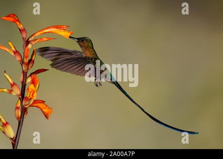 Maschio viola-tailed Sylph (Aglaiocercus coelestis) alimentando ad un fiore Heliconia - Ecuador Foto Stock