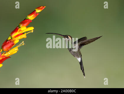 Bianco maschio-whiskered eremita (Phaethornis yaruqui) alimentando ad un fiore - Ecuador Foto Stock