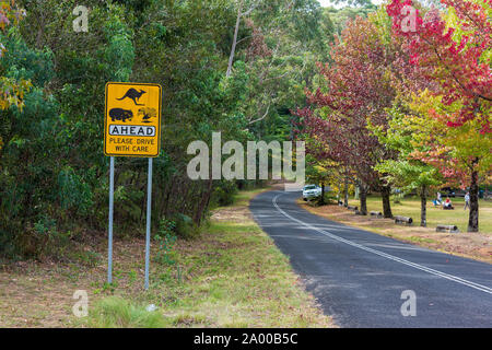 Australian Outback road con la fauna selvatica in anticipo cartello stradale. Country Road in Australia rurale con canguro, vombati, Wildlife avanti sulla strada strada di avvertimento Foto Stock