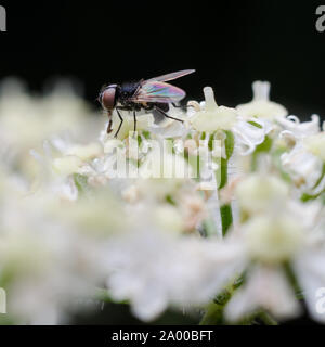 Stomoxys calcitrans, macro di una stabile volare su una fioritura delle piante Foto Stock