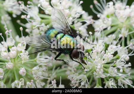 Lucilia sericata, macro di una comune bottiglia verde volare su una fioritura delle piante Foto Stock