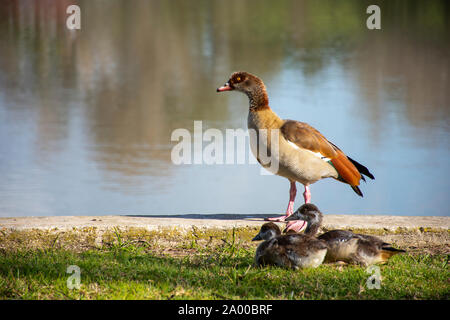 Oca egiziana e Goslings resto vicino al lago yarkon in park ganei Yehoshua, Israele Foto Stock