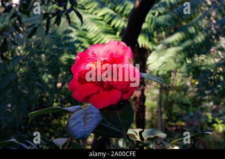 Rosso brillante camellia fiore in piena fioritura con un ape contro insetti esotici fogliame verde dello sfondo. Red Camellia flower circondato da lussureggiante tropicale Foto Stock