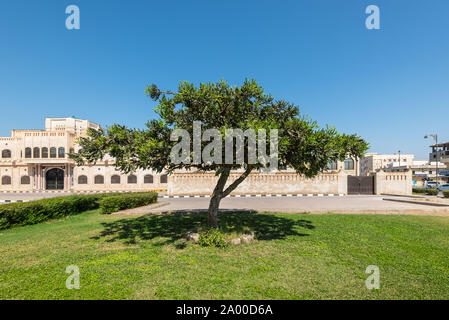 Salalah, Oman - 12 Novembre 2017: incenso albero cresce nella città di Salalah, Oman. Foto Stock