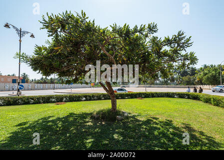 Salalah, Oman - 12 Novembre 2017: incenso albero cresce nella città di Salalah, Oman. Foto Stock