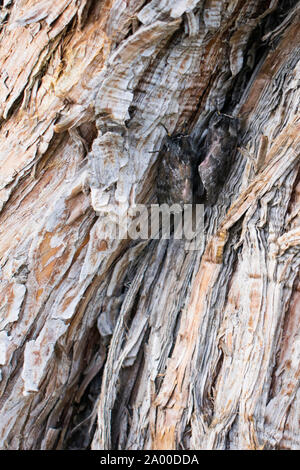 Pandora falene nascondendo in plain sight sul ginepro di corteccia di albero Foto Stock