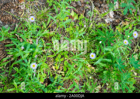 Millefiori di central Oregon Erigeron annuus annuale piante Fleabane vista da sopra Foto Stock