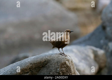 Marrone a bilanciere, Cinclus pallasii a Chaffi in Nainital, Uttarakhand, India. Foto Stock